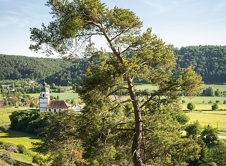 Gungoldinger Wacholderheide