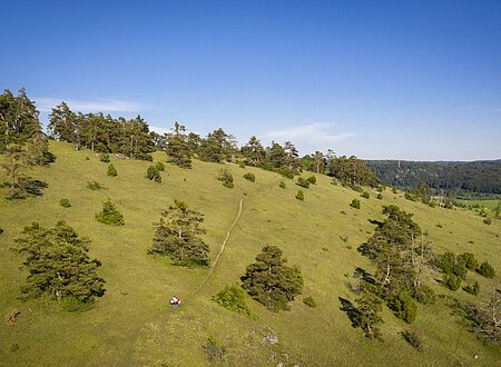 Die Gungoldinger Wacholderheide entstand im Mittelalter durch Rodung des Waldes und Viehbeweidung. Auf der Fläche konnten sich dann die Pflanzenarten des Trockenrasens ausbreiten, die ihr das typische Aussehen gegeben haben.