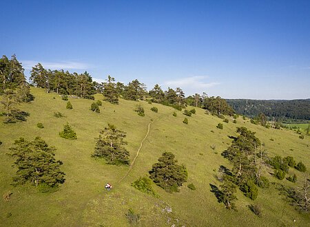 Gungoldinger Wacholderheide