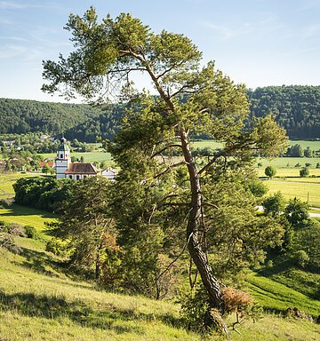 Gungoldinger Wacholderheide