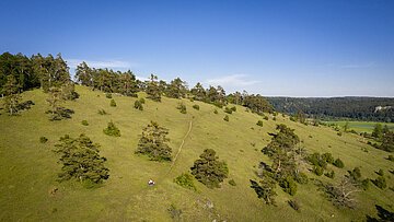 Gungoldinger Wacholderheide Die Gungoldinger Wacholderheide entstand im Mittelalter durch Rodung des Waldes und Viehbeweidung. Auf der Fläche konnten sich dann die Pflanzenarten des Trockenrasens ausbreiten, die ihr das typische Aussehen gegeben haben.