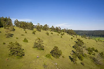 Die Gungoldinger Wacholderheide entstand im Mittelalter durch Rodung des Waldes und Viehbeweidung. Auf der Fläche konnten sich dann die Pflanzenarten des Trockenrasens ausbreiten, die ihr das typische Aussehen gegeben haben.