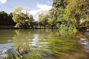 Wasserpflanzen, die sich nach rechts mit der Fließrichtung der Altmühl nach vorne neigen. Im Hintergrund das Ufer mit seinen grünblättrigen Bäumen und ein kleiner Streifen blauen Himmels.