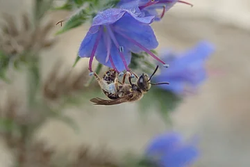 Wildbiene mit lila Pollen an den Beinen an lila Natternkopfblüte.