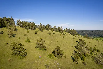 Die Gungoldinger Wacholderheide entstand im Mittelalter durch Rodung des Waldes und Viehbeweidung. Auf der Fläche konnten sich dann die Pflanzenarten des Trockenrasens ausbreiten, die ihr das typische Aussehen gegeben haben.