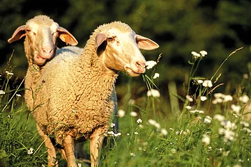 Zwei Schafe stehen auf einer Wiese, eines frisst Gras, im Hintergrund Bäume.