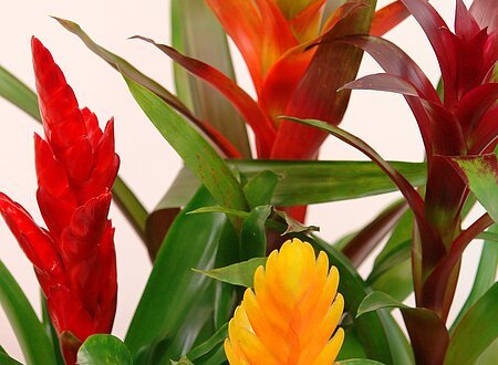 Bunte tropische Pflanzen