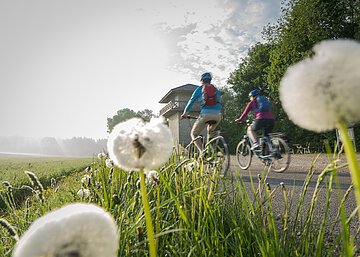 Zwei Radfahrer fahren auf einem Weg neben einer Wiese mit Löwenzahn und einem Aussichtsturm im Hintergrund.