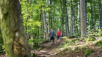 Wald am Kressensteig