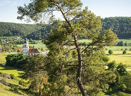 Gungoldinger Wacholderheide