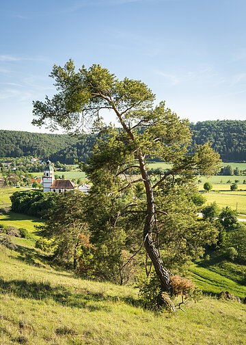 Gungoldinger Wacholderheide