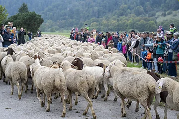 Schafe und Menschenmenge