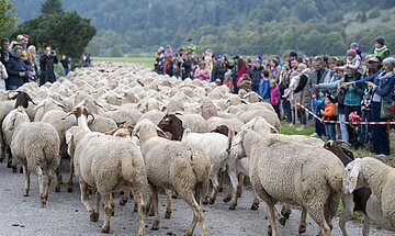Schafe und Menschenmenge