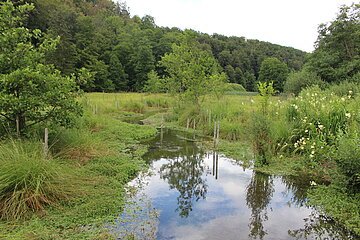 Schambach bei der Lohmühle im Schambachtal Kipfenberg