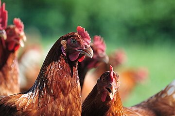 Bild Biberger_Huhn Hühner in Großaufnahme